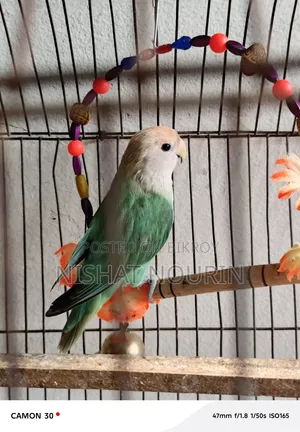 Love Bird Female