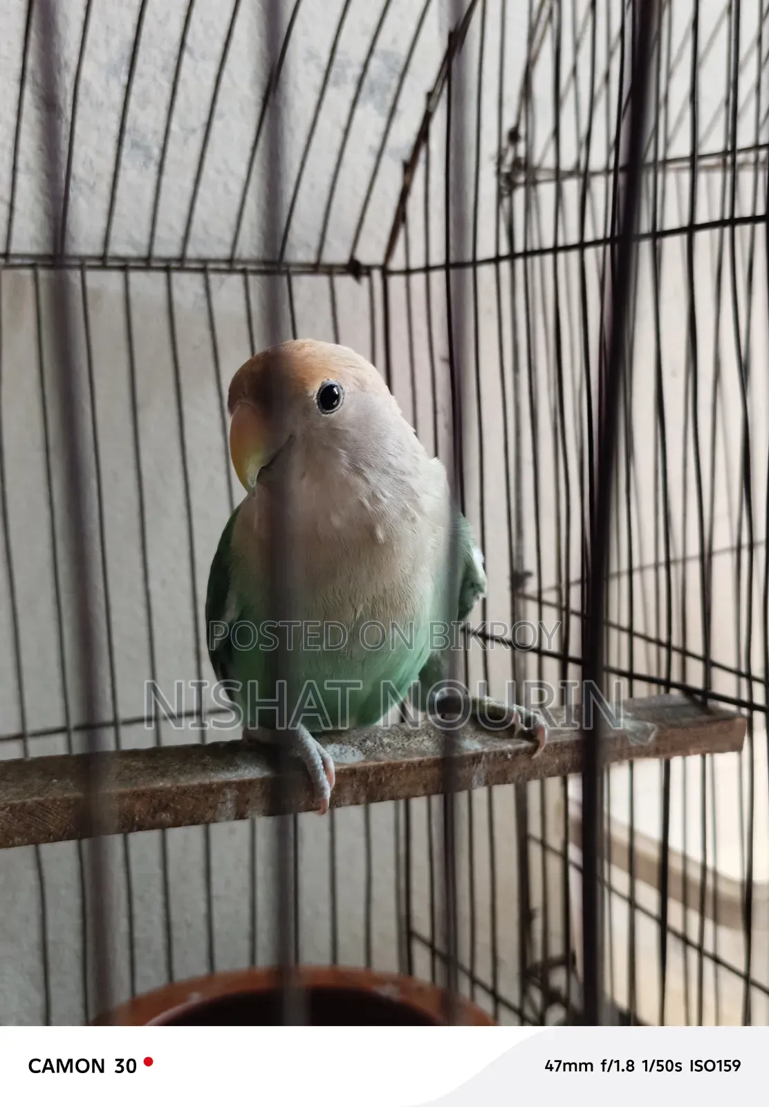 Love Bird Female