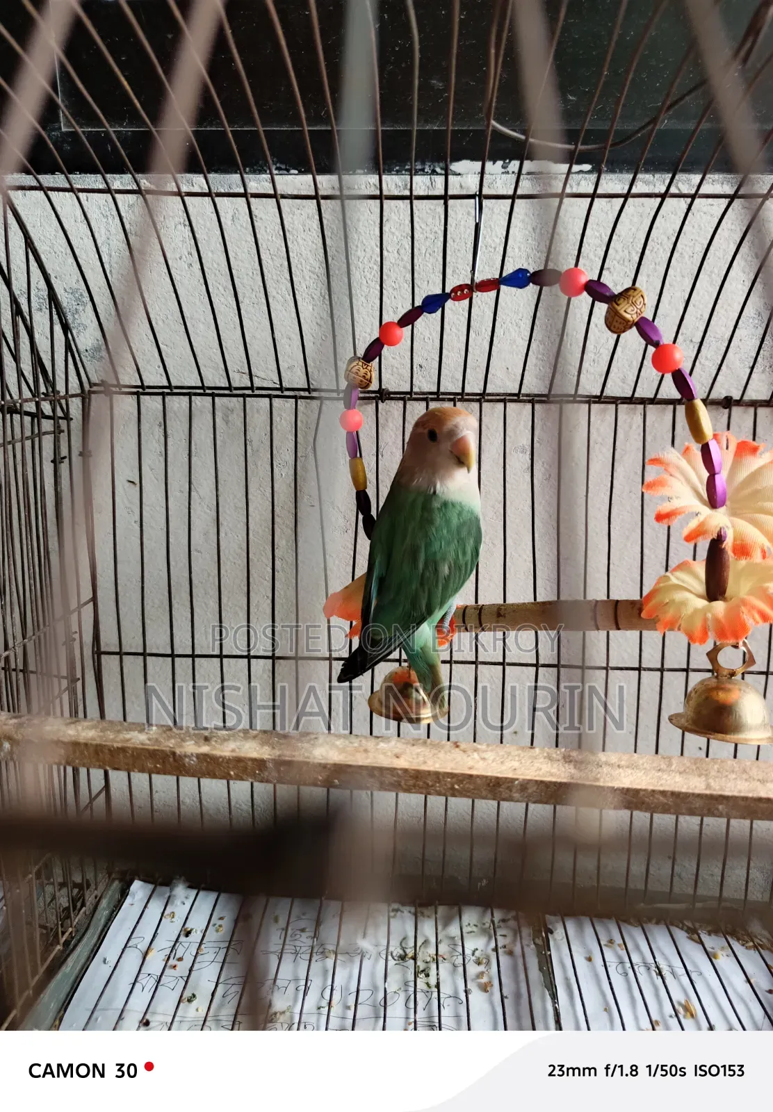 Love Bird Female