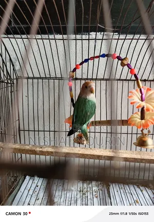 Love Bird Female
