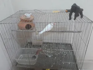 Jaba Bird's for Sale