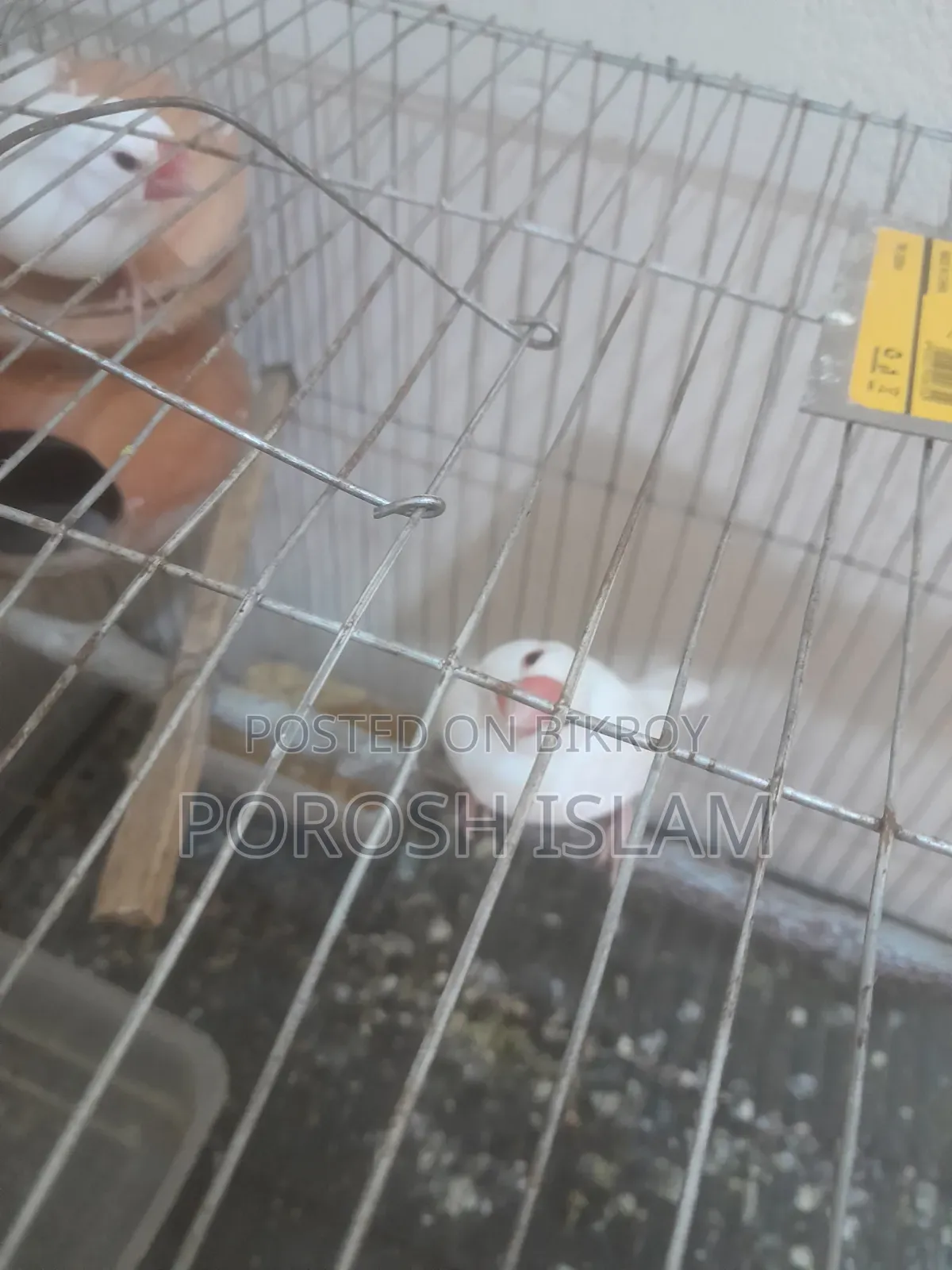Jaba Bird's for Sale