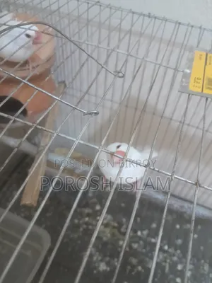 Jaba Bird's for Sale