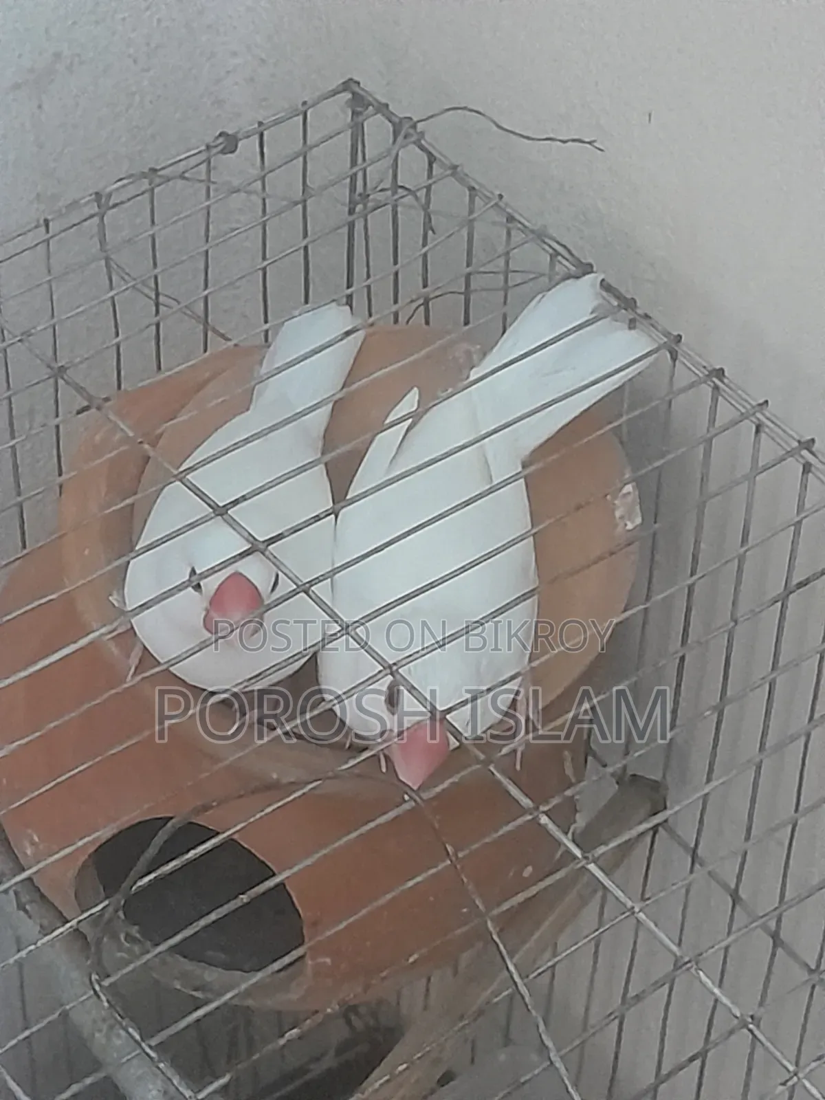 Jaba Bird's for Sale