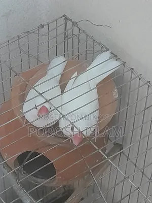 Jaba Bird's for Sale