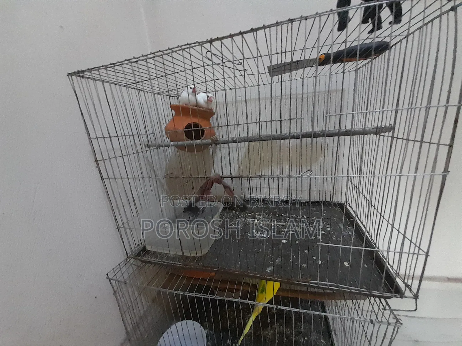 Jaba Bird's for Sale