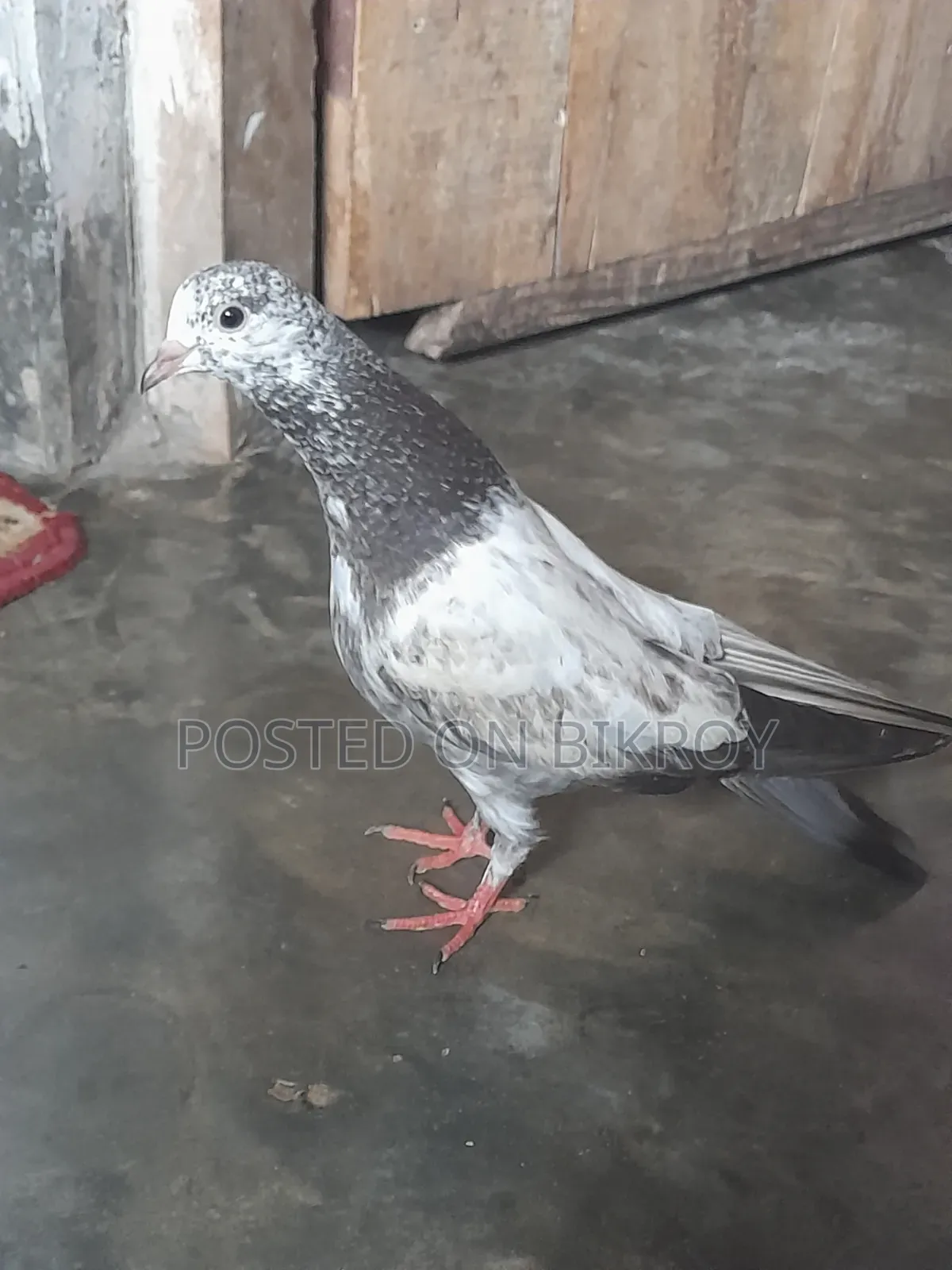 Pakistani Sialkoti Pigeon