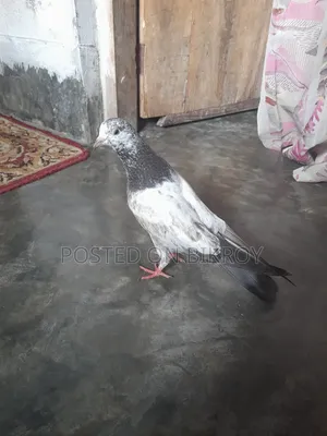 Pakistani Sialkoti Pigeon