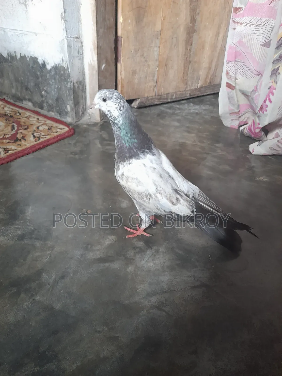 Pakistani Sialkoti Pigeon