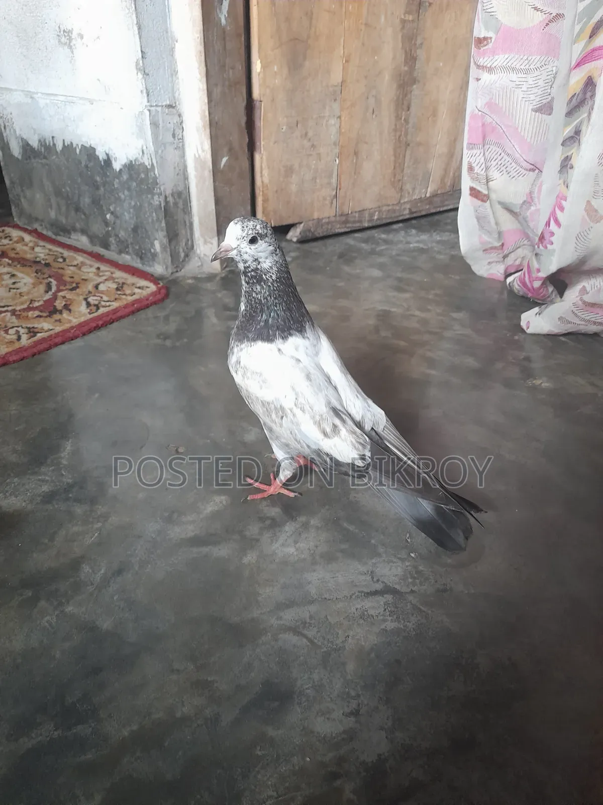 Pakistani Sialkoti Pigeon