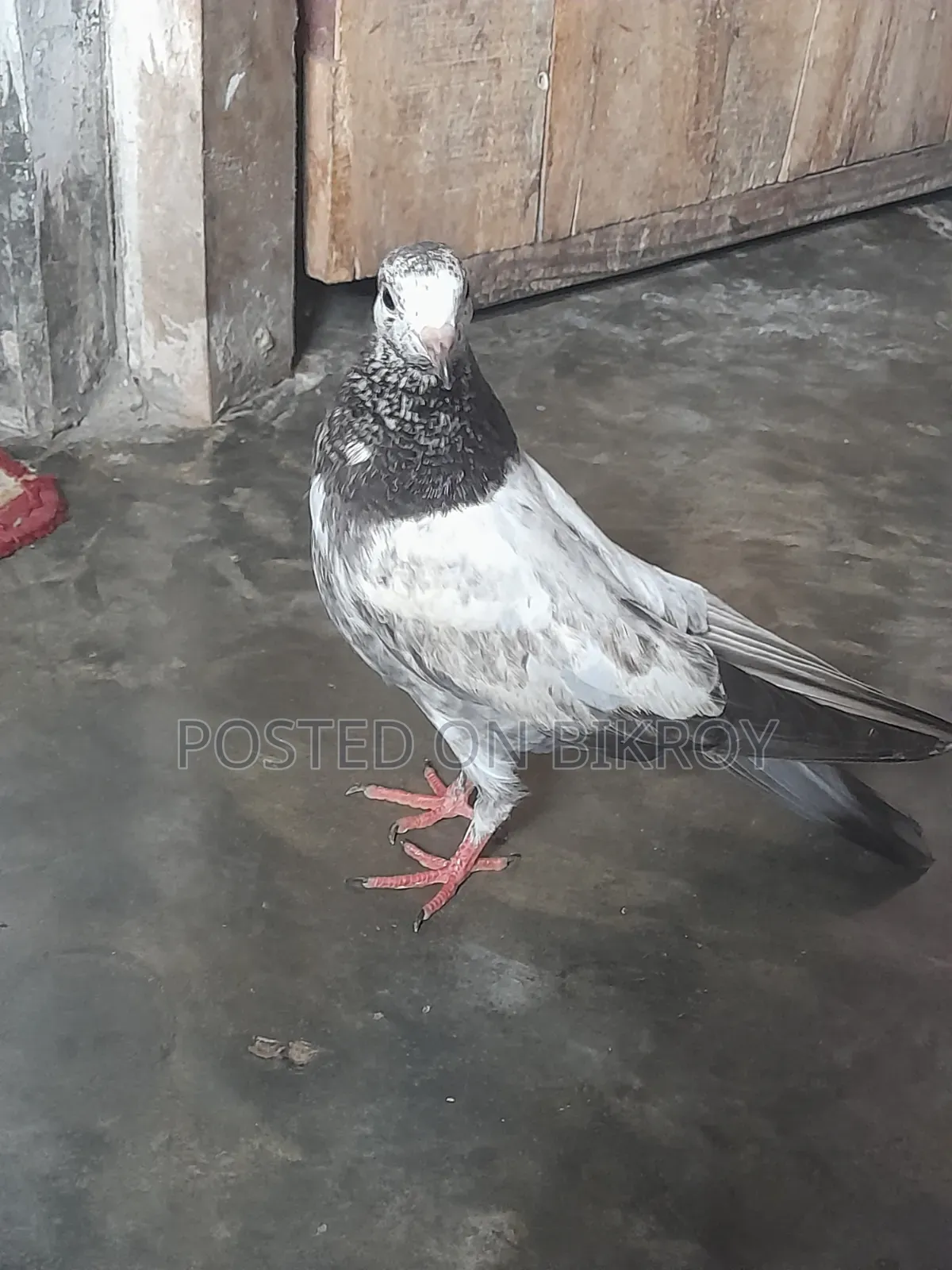 Pakistani Sialkoti Pigeon