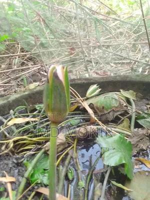জাতীয় ফুল শাপলা