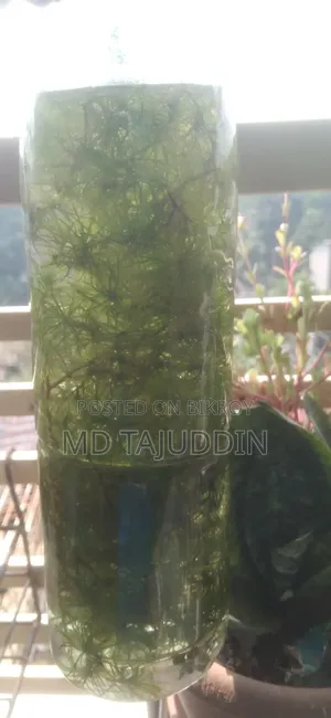 Aquarium Plant