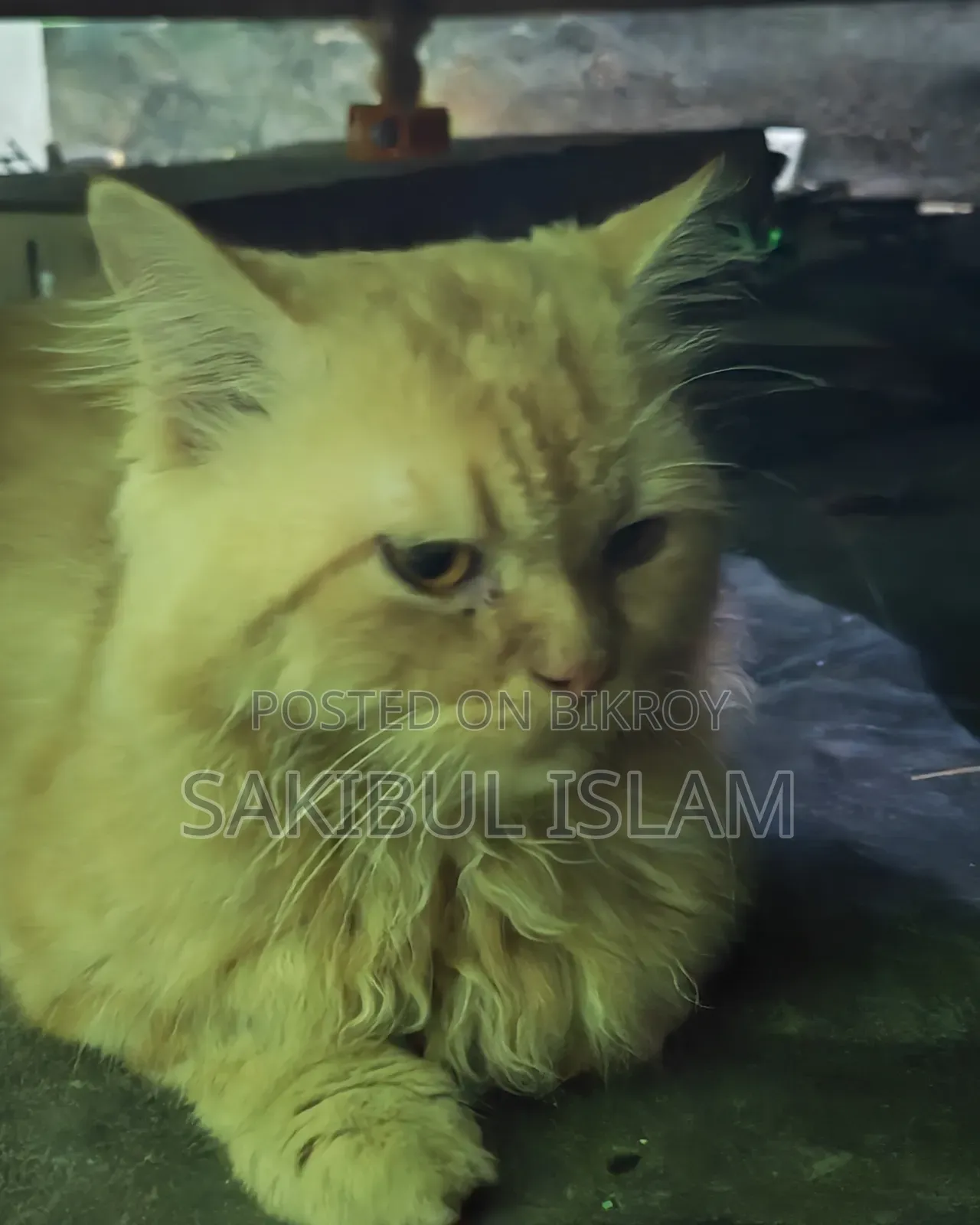 1+ year Male Purebred Persian