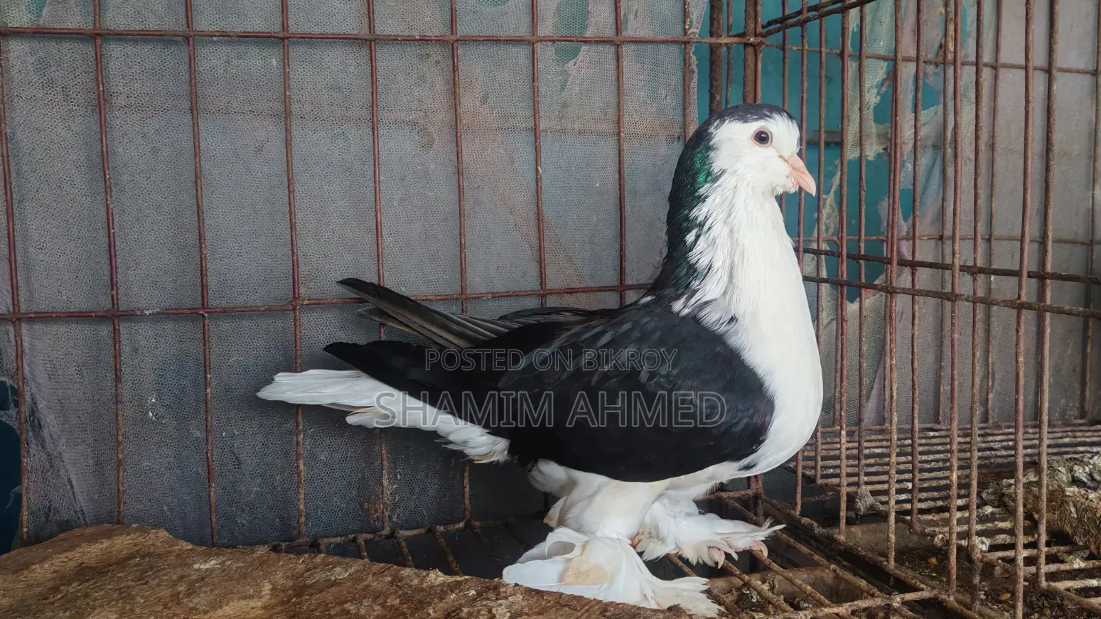 Siraji Black Male