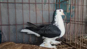Siraji Black Male