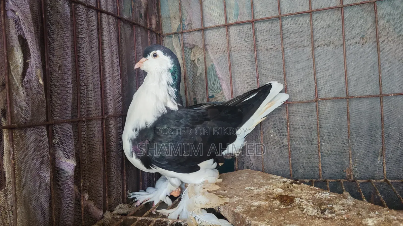 Siraji Black Male