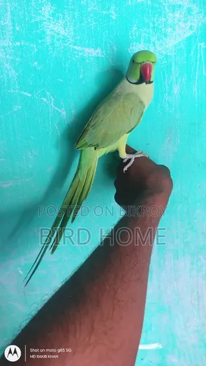 Indian Ringneck Male Talking Bird