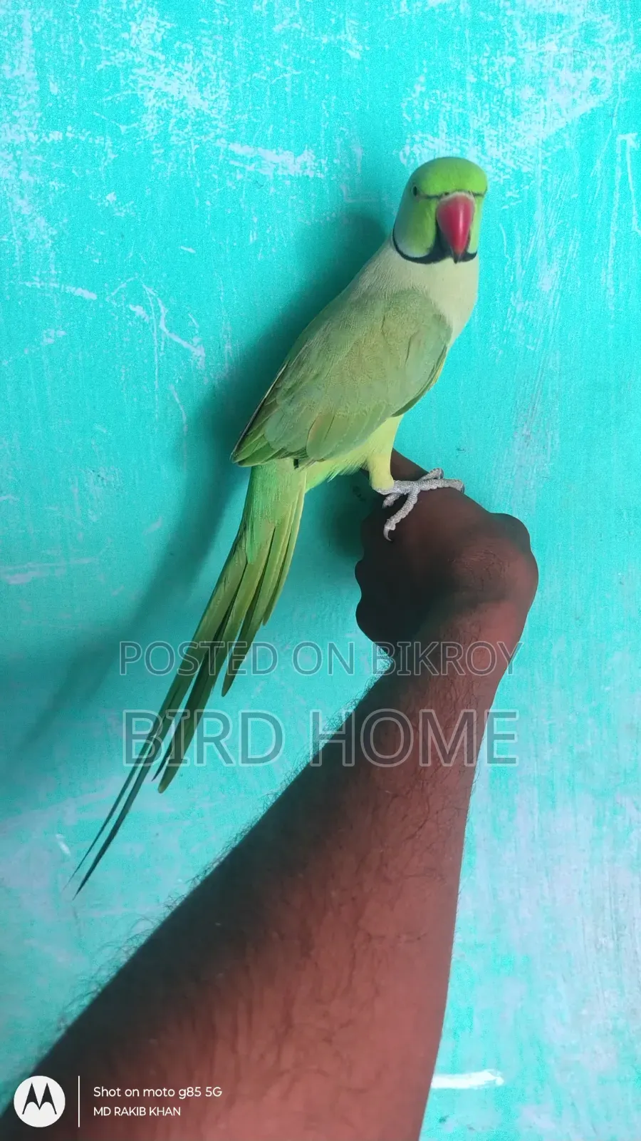 Indian Ringneck Male Talking Bird