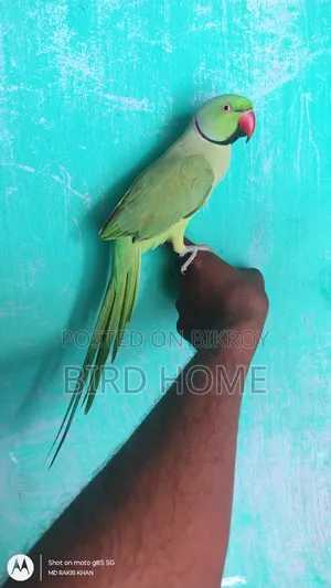 Indian Ringneck Male Talking Bird