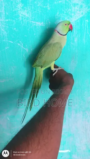 Indian Ringneck Male Talking Bird