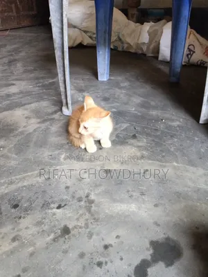 0-1 Month Female Mixed Breed Cat