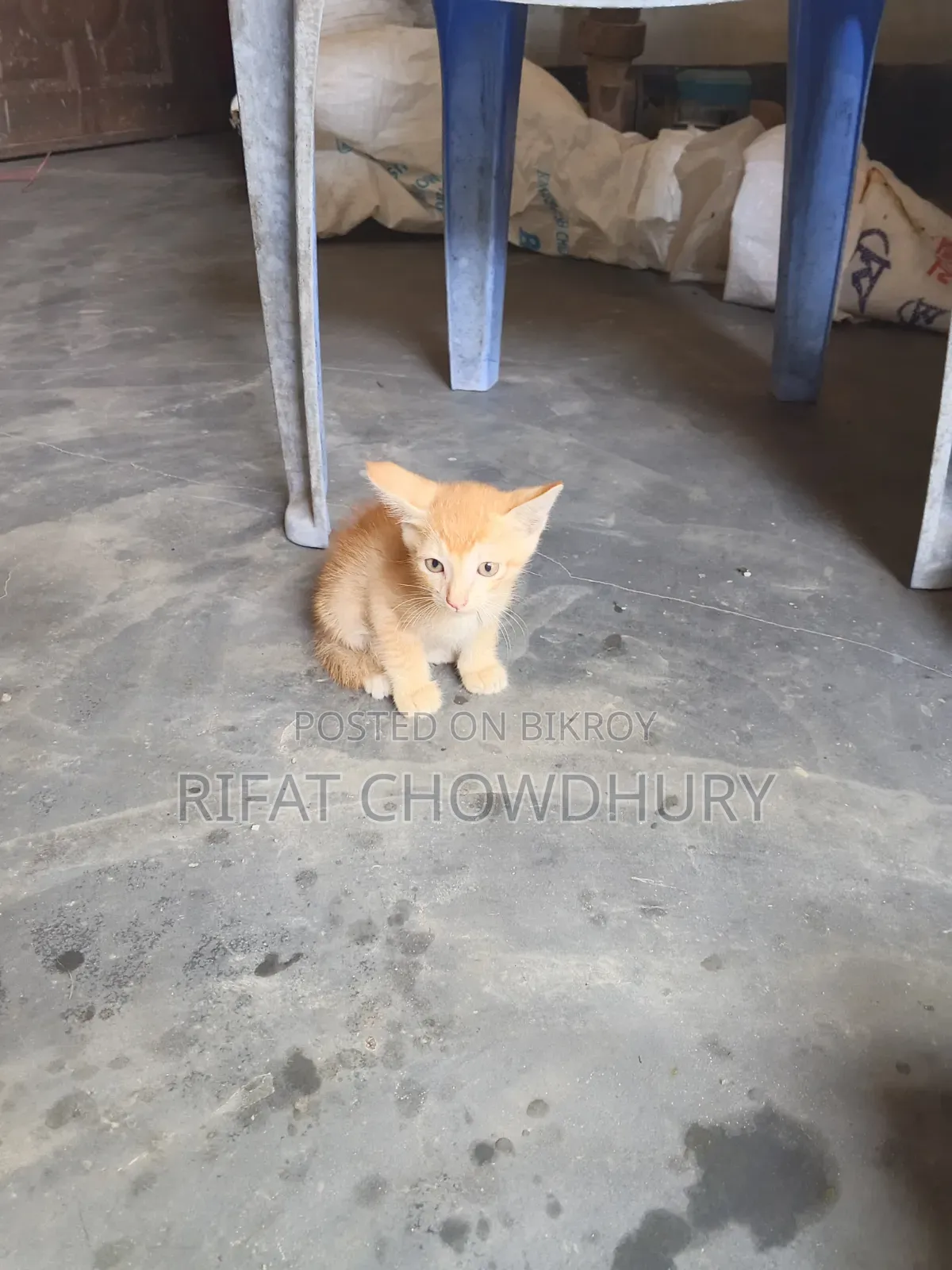 0-1 Month Female Mixed Breed Cat