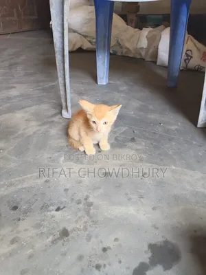 0-1 Month Female Mixed Breed Cat