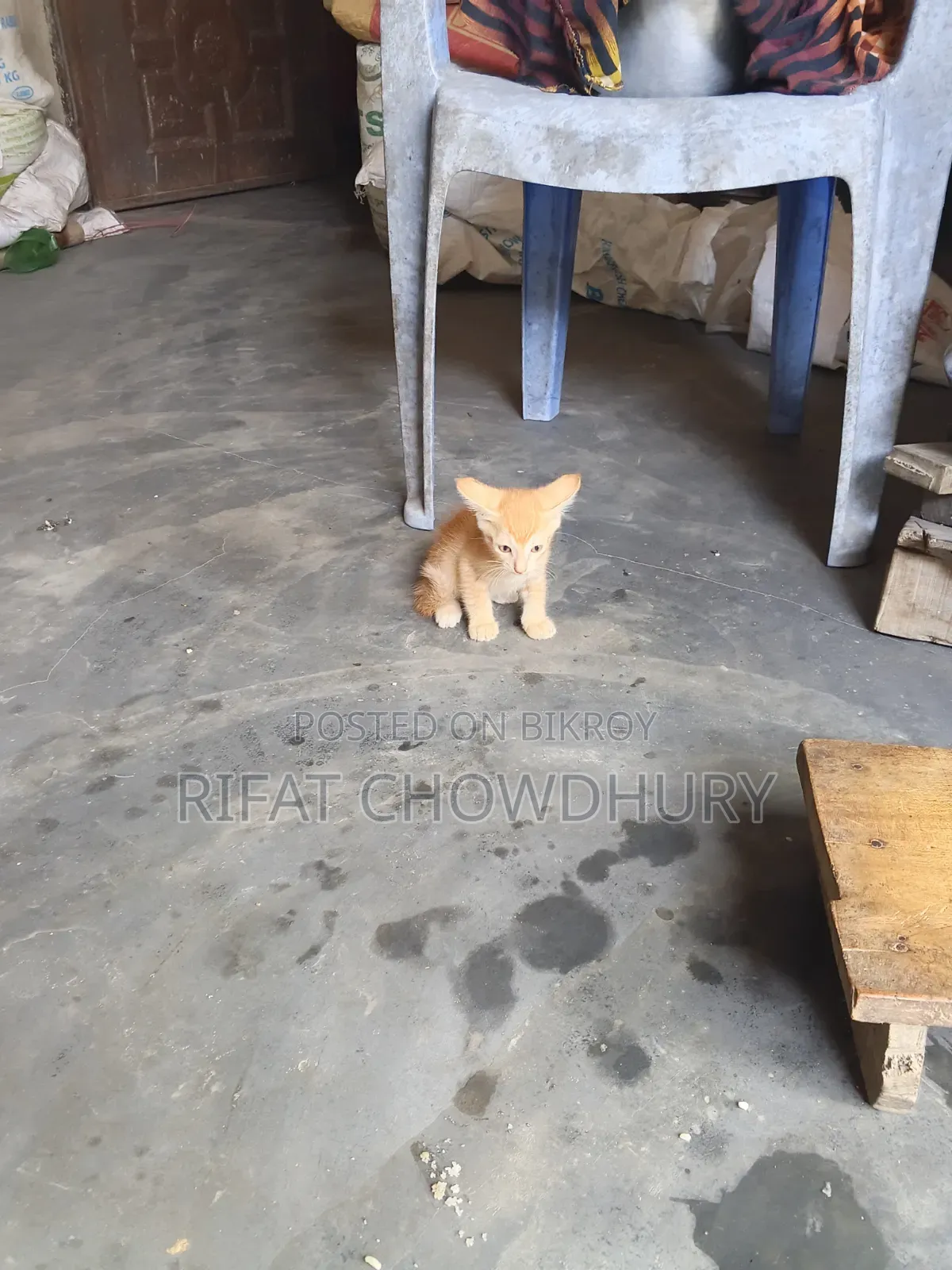 0-1 Month Female Mixed Breed Cat