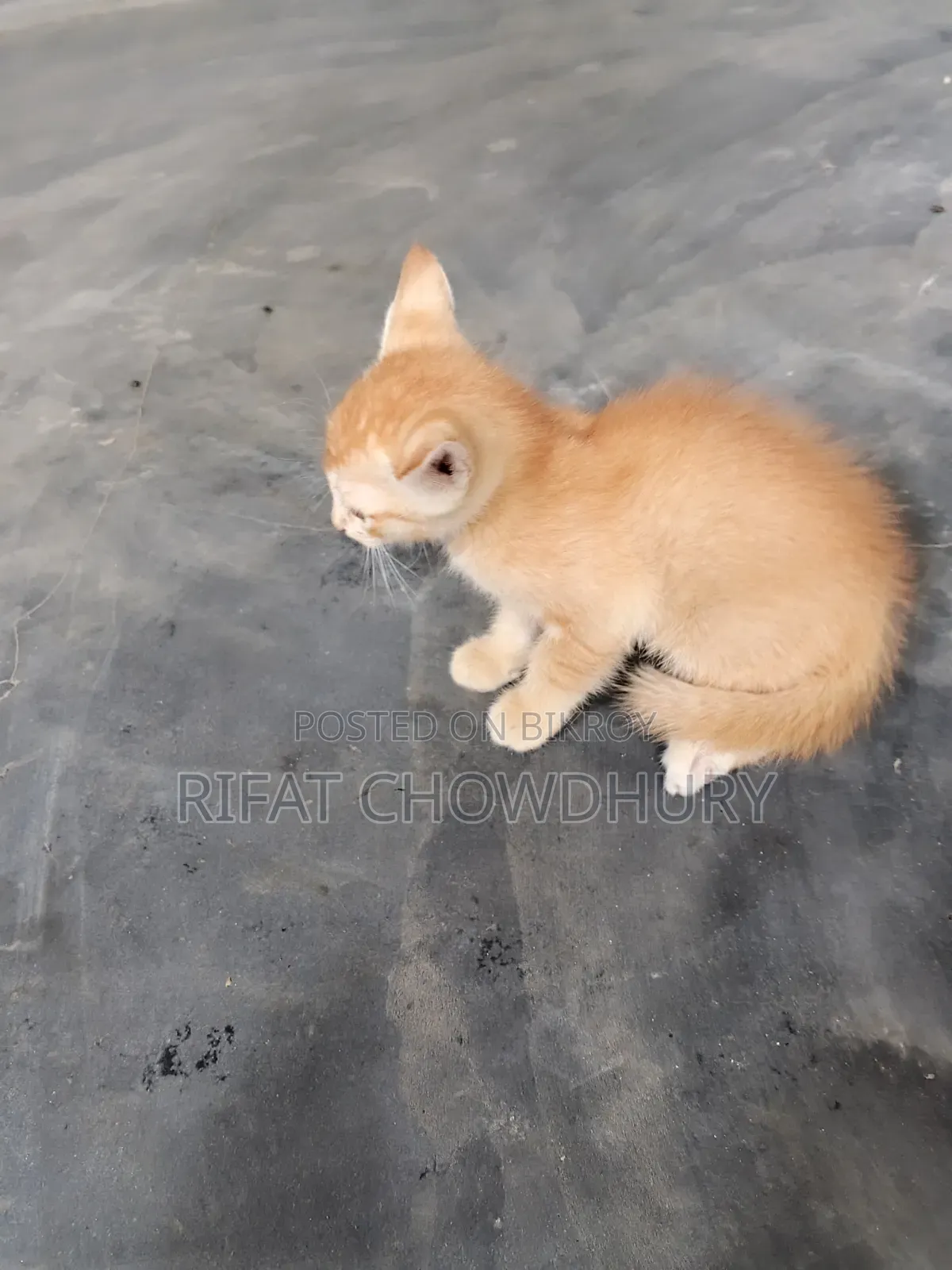 0-1 Month Female Mixed Breed Cat