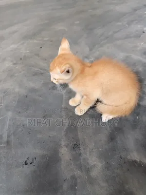 0-1 Month Female Mixed Breed Cat