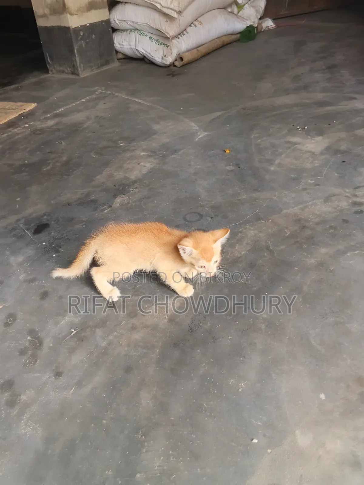 0-1 Month Female Mixed Breed Cat