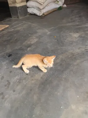 0-1 Month Female Mixed Breed Cat