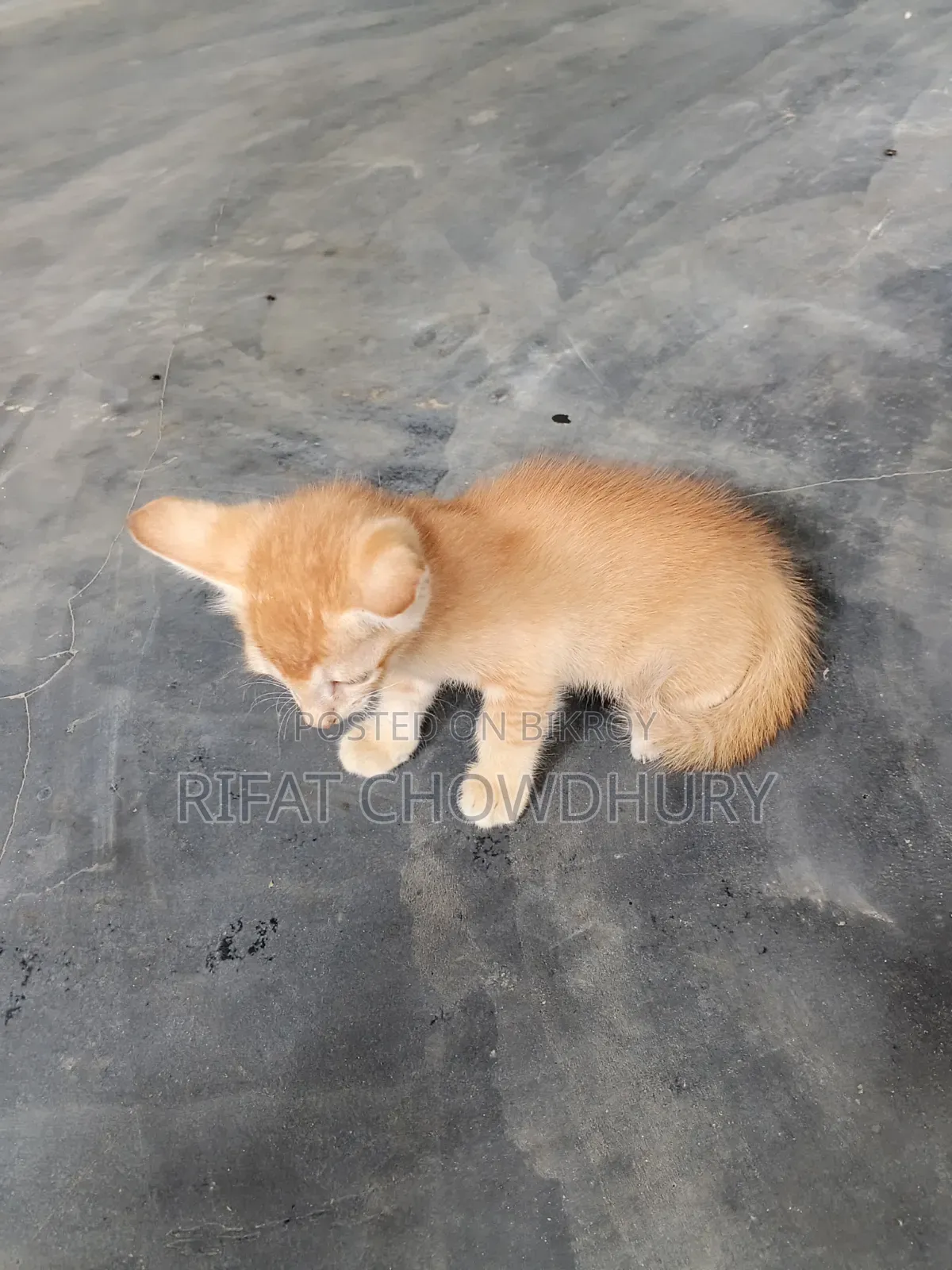 0-1 Month Female Mixed Breed Cat