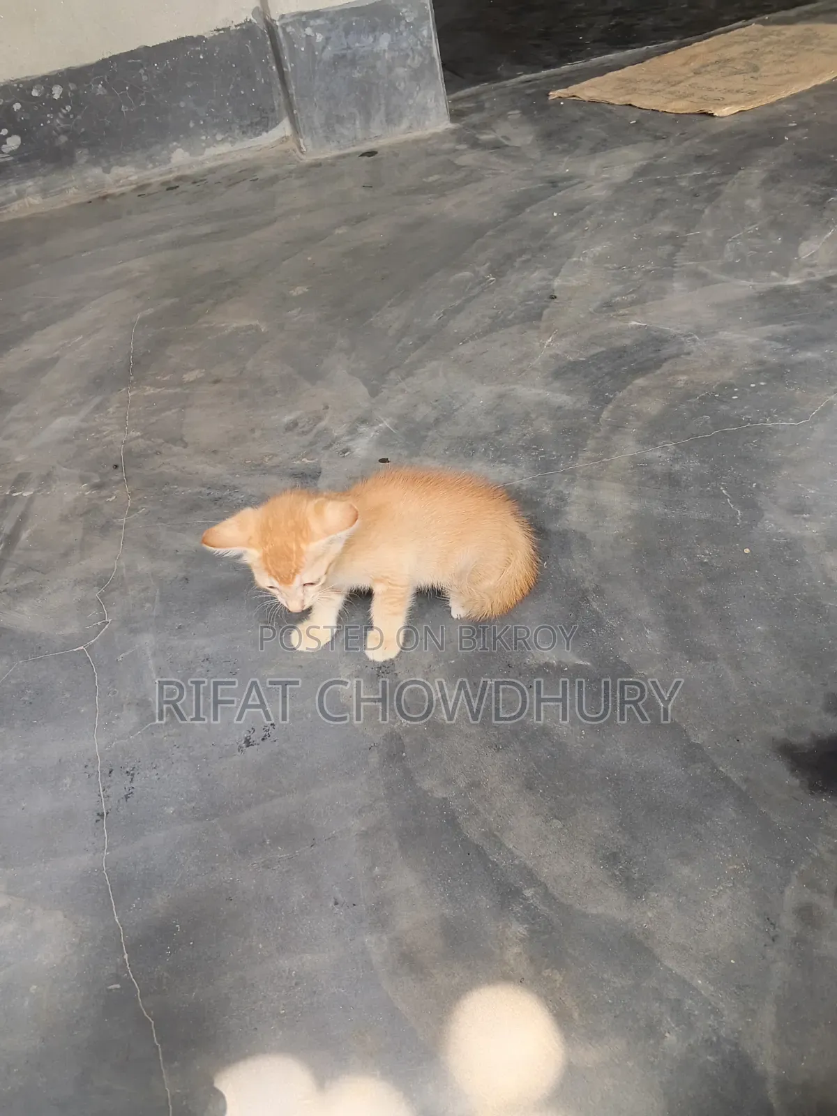 0-1 Month Female Mixed Breed Cat