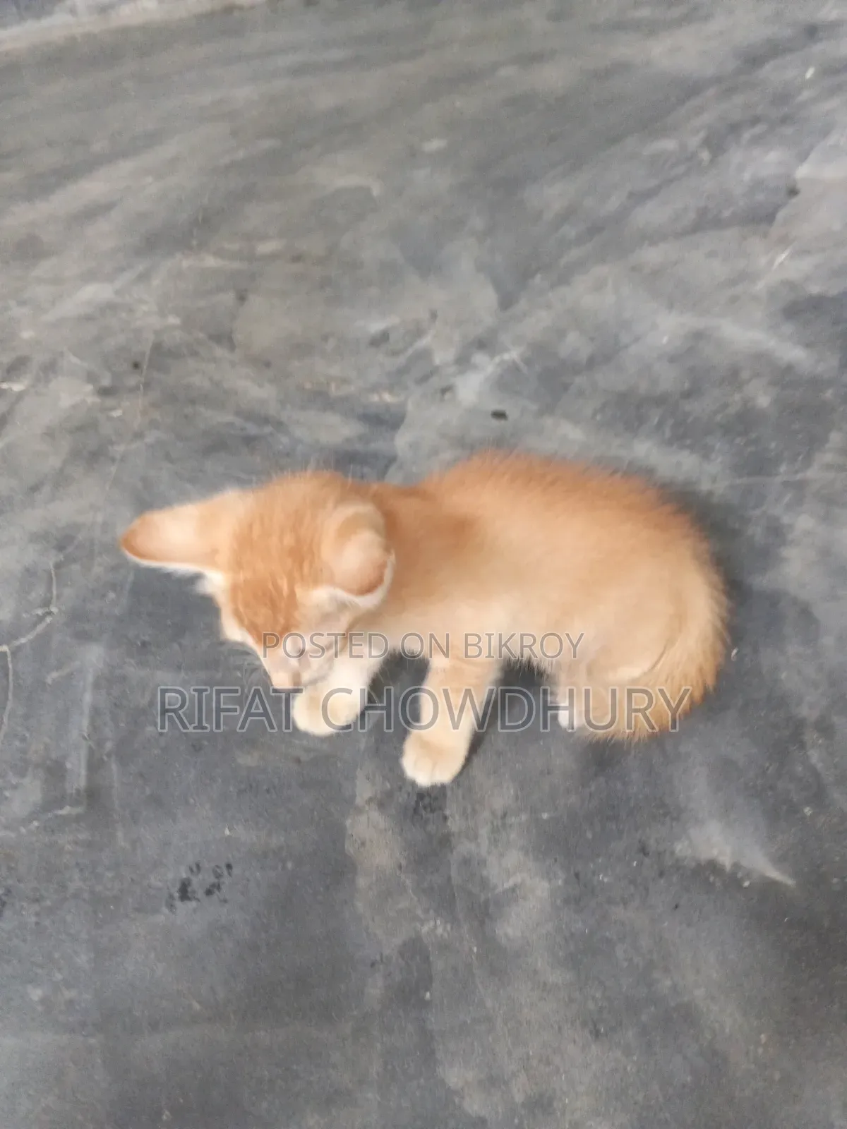 0-1 Month Female Mixed Breed Cat