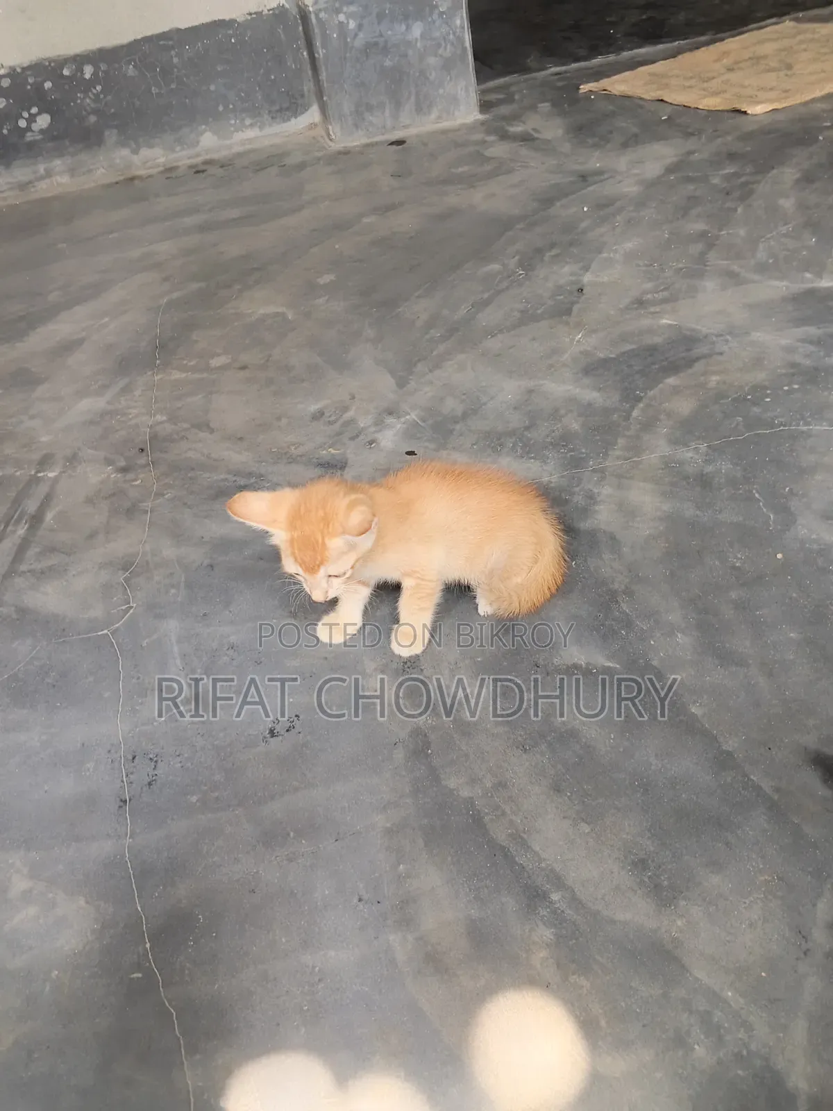 0-1 Month Female Mixed Breed Cat