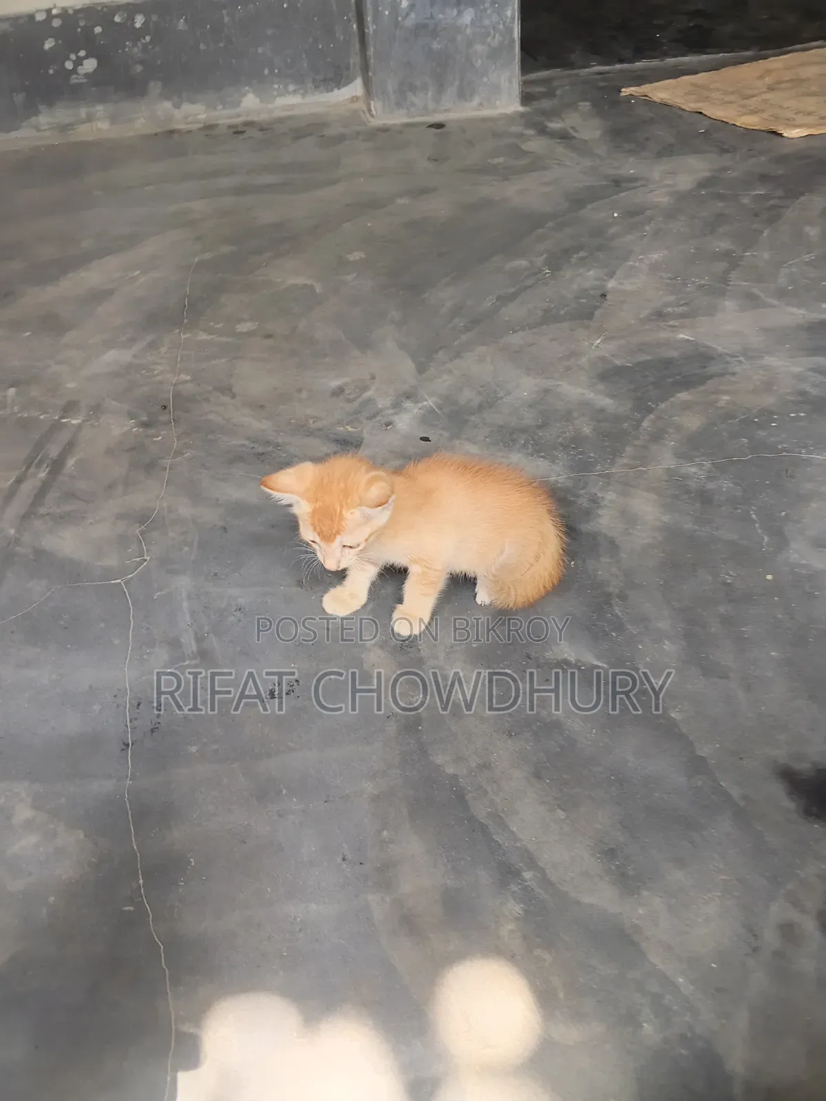 0-1 Month Female Mixed Breed Cat