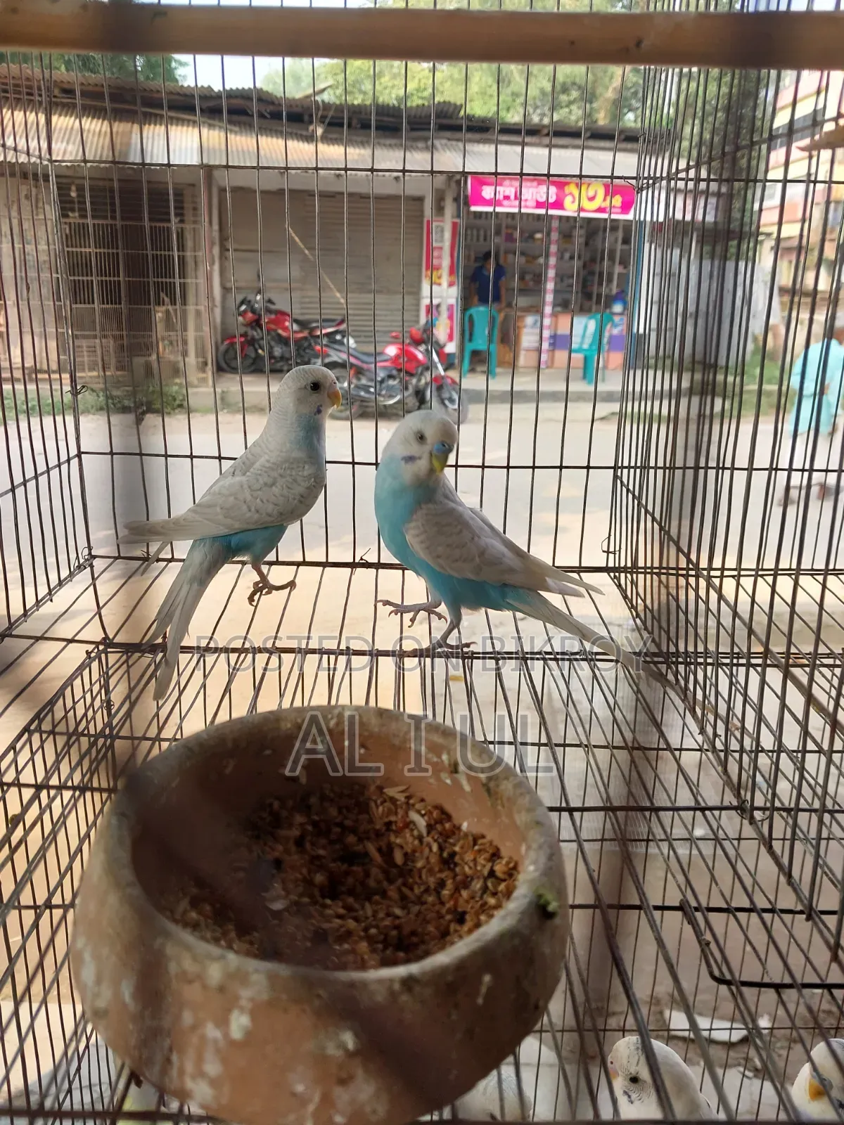 Budgerigar running bird will be sold