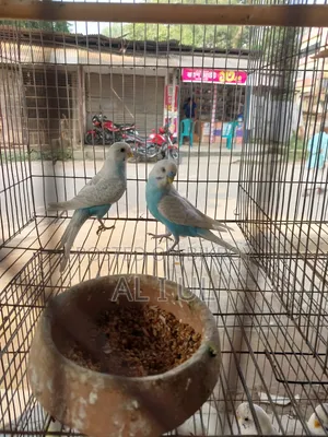 Budgerigar running bird will be sold