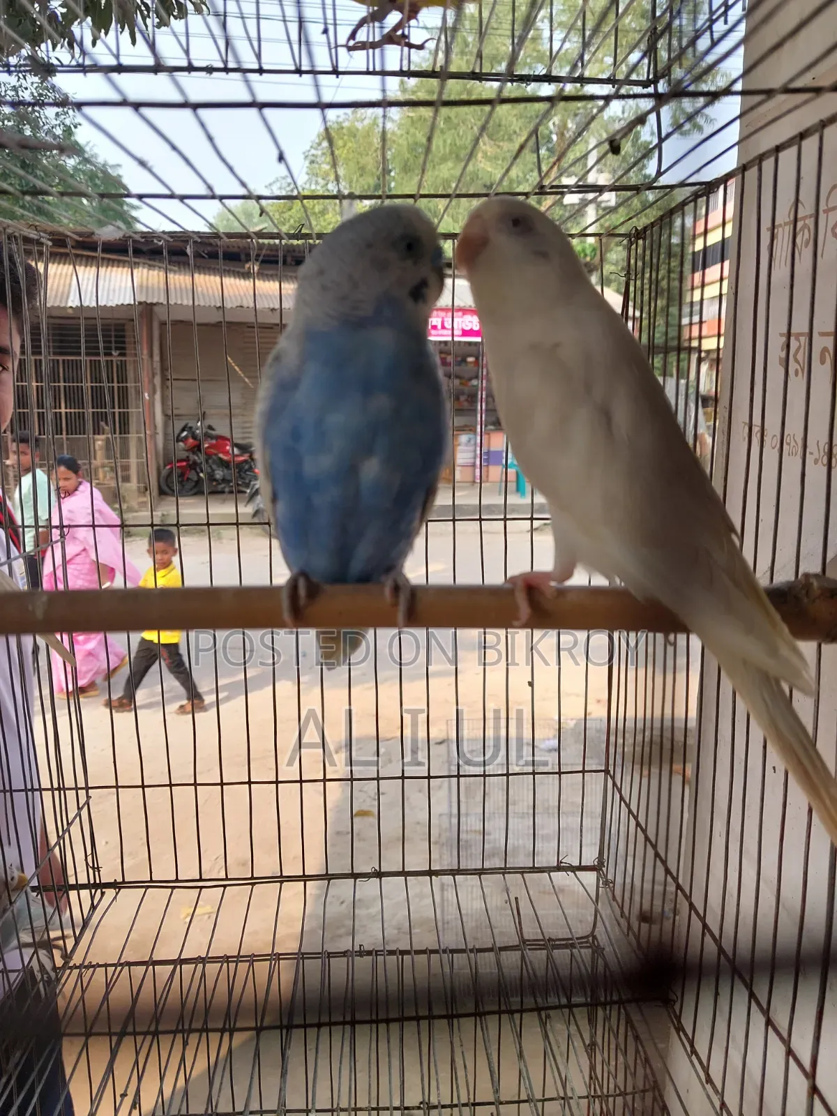 Budgerigar running bird will be sold