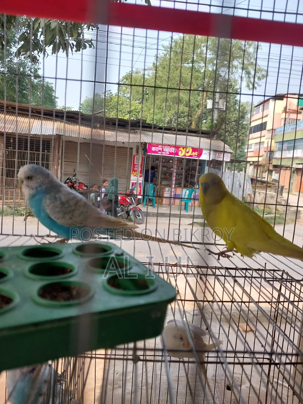 Budgerigar running bird will be sold