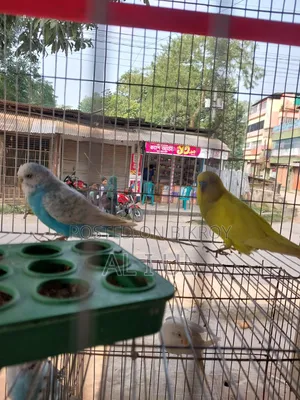 Budgerigar running bird will be sold