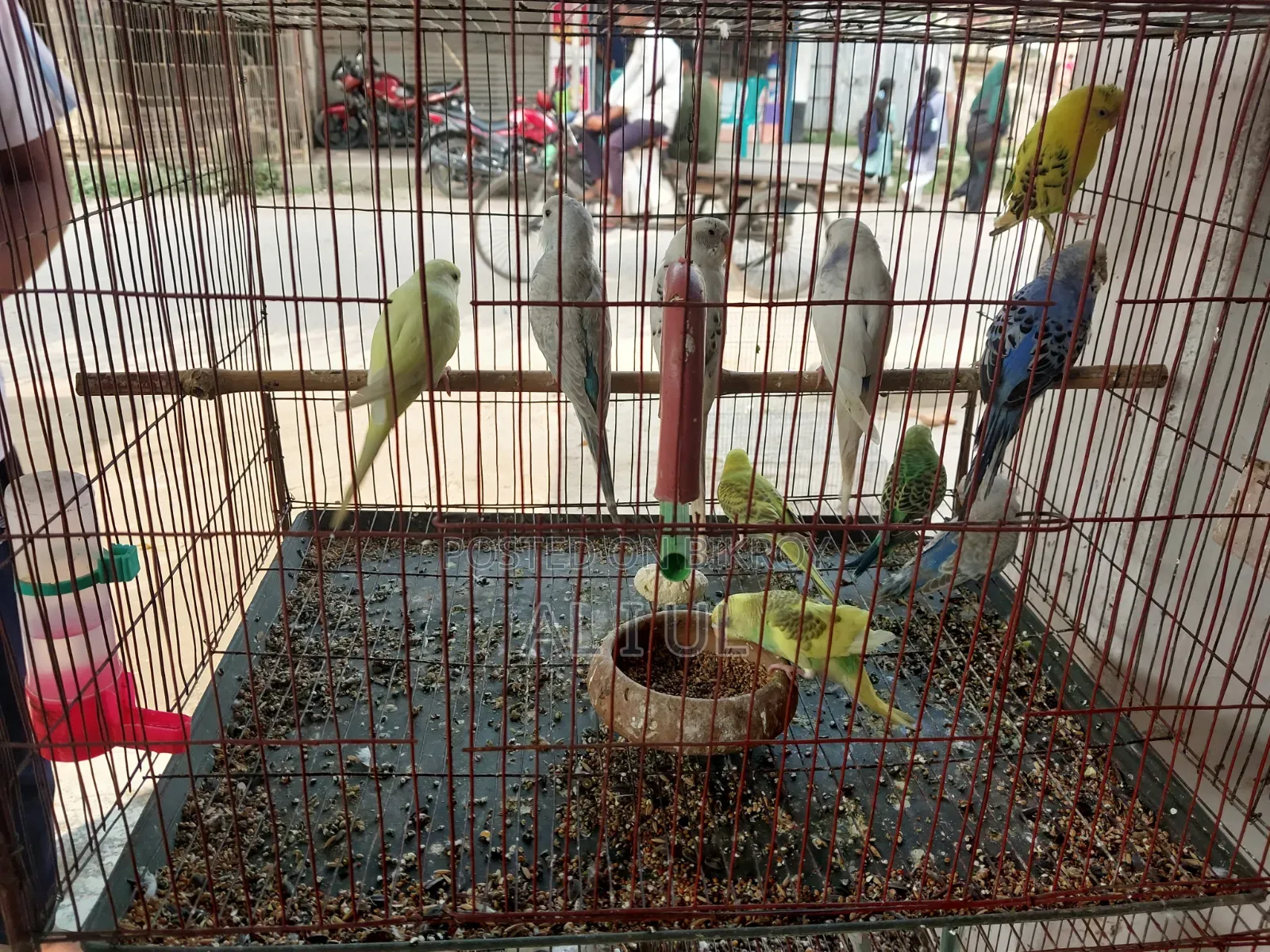 Budgerigar running bird will be sold