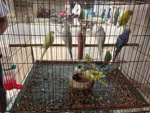 Budgerigar running bird will be sold