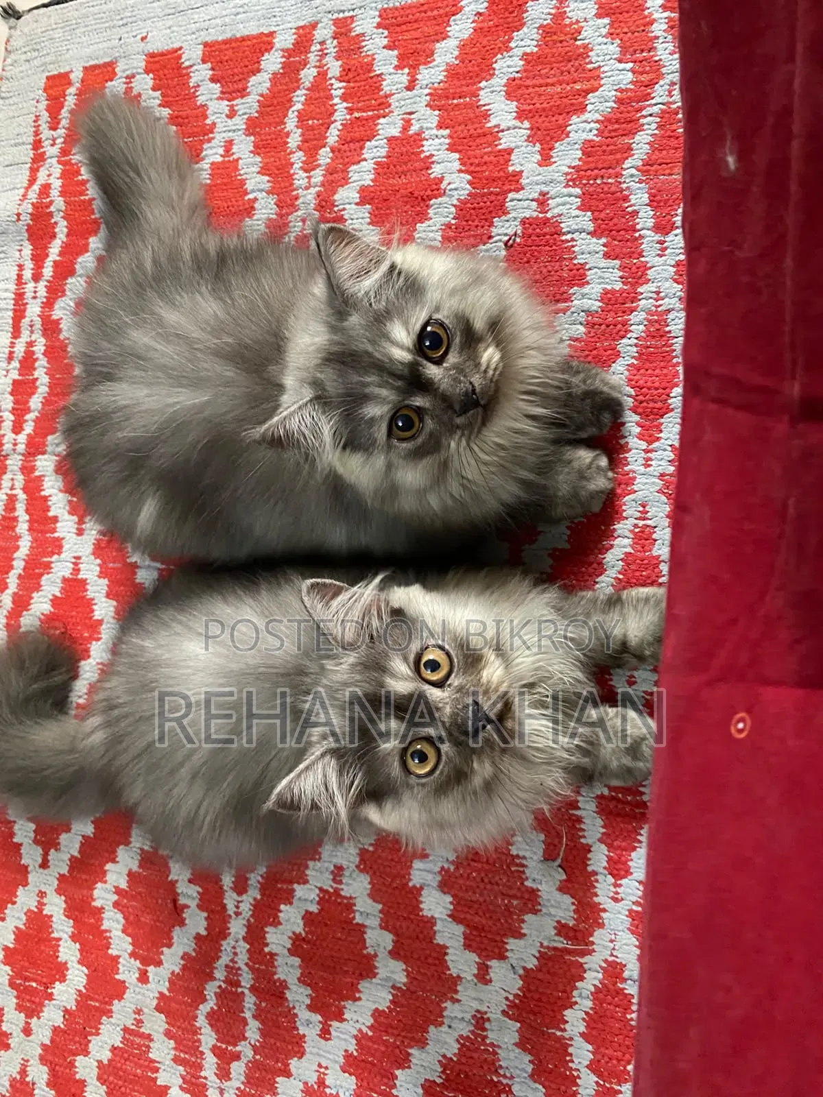 1-3 months Male Purebred Persian