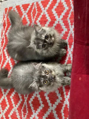 1-3 months Male Purebred Persian