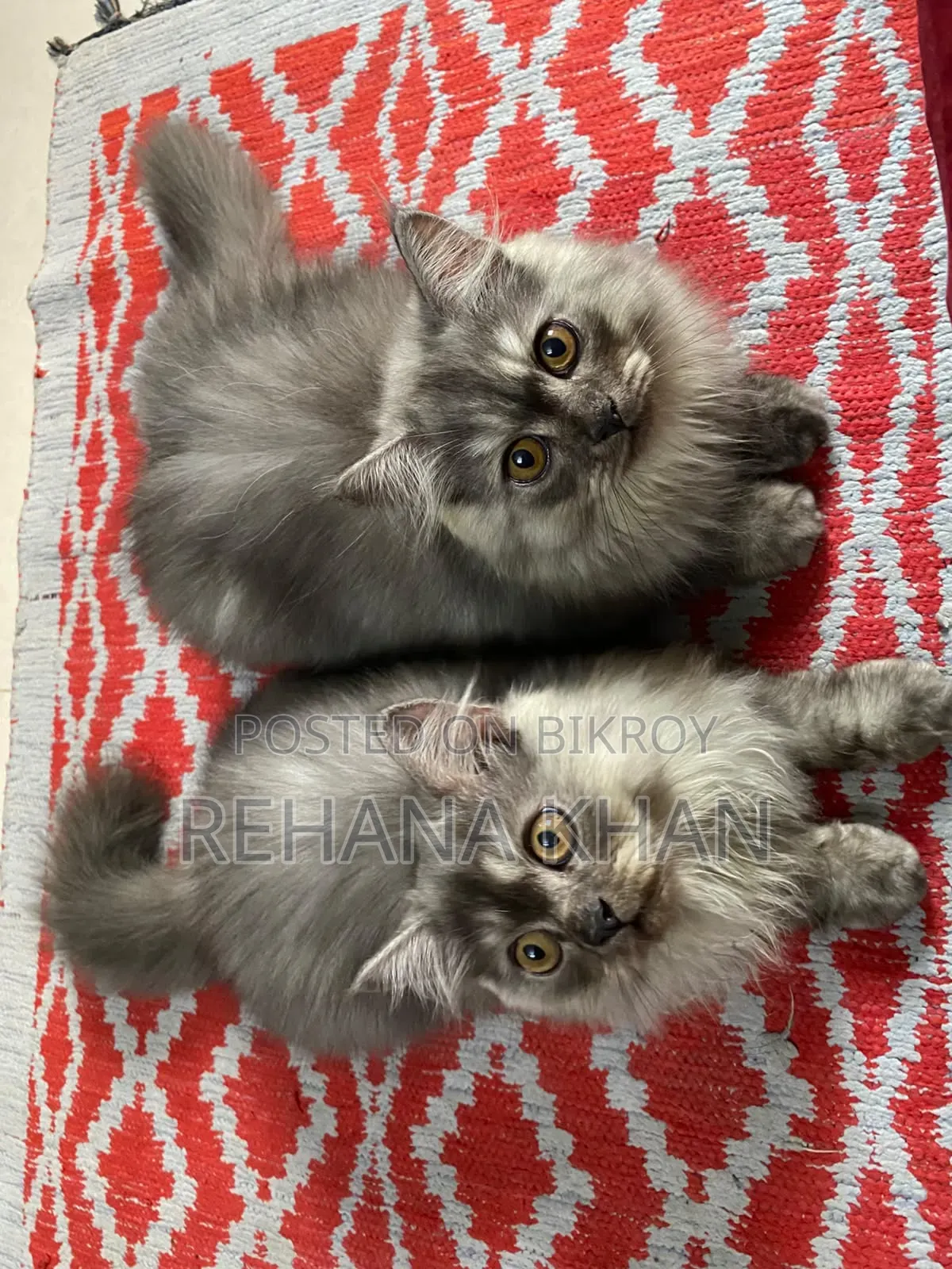1-3 months Male Purebred Persian