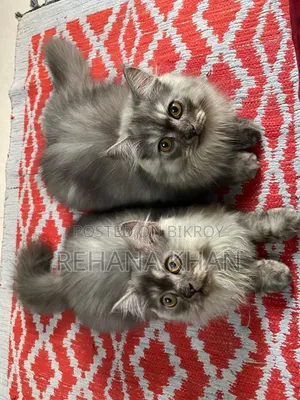 1-3 months Male Purebred Persian