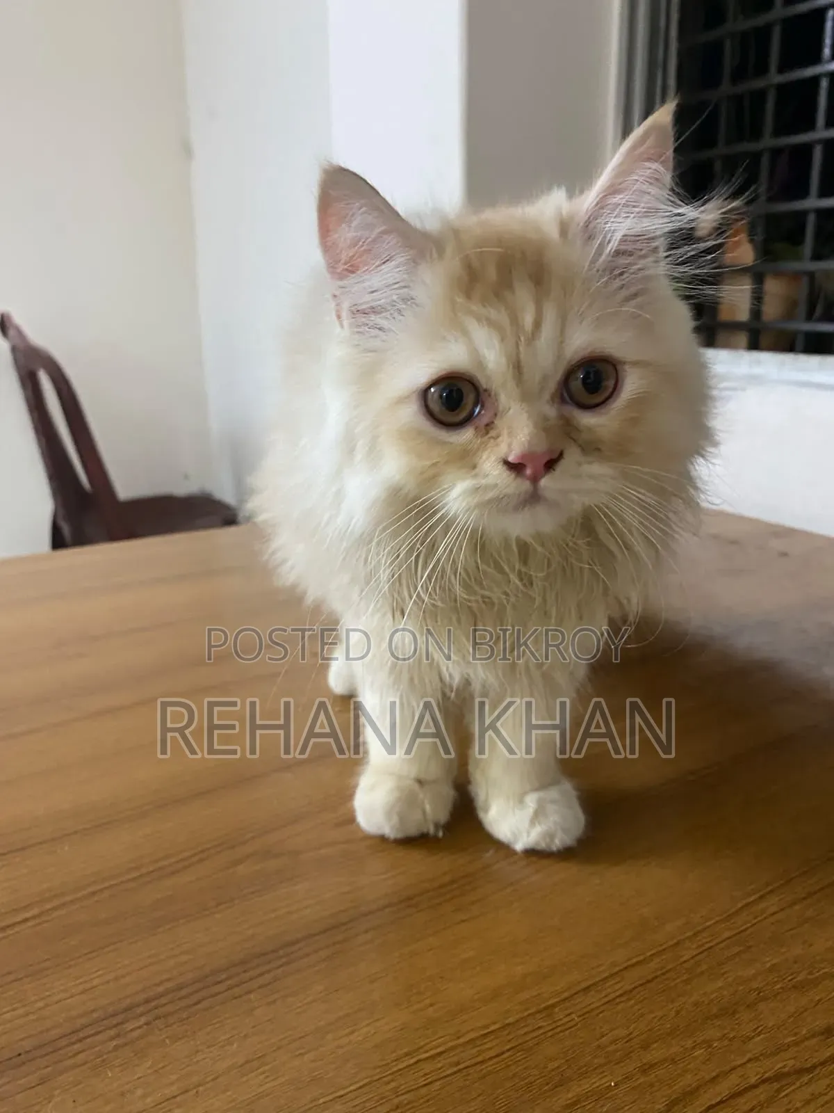 1-3 months Male Purebred Persian